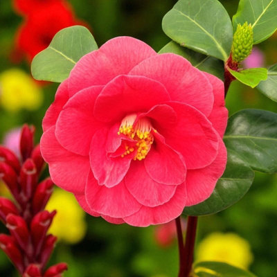 Carbeth Plants Camellia Plant Adolphe Audusson In 3L PotFlowering Evergreen Shrub Hardy Outdoor Garden Ready Bush For BordersPots & Hedges from B&Q