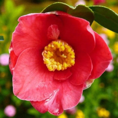 Carbeth Plants Camellia Plant Jupiter In 3L PotFlowering Evergreen Shrub Hardy Outdoor Garden Ready Bush For BordersPots & Hedges from B&Q