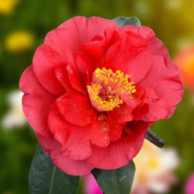 Carbeth Plants Camellia Plant Blood Of China In 3L PotFlowering Evergreen Shrub Hardy Outdoor Garden Ready Bush For BordersPots & Hedges from B&Q