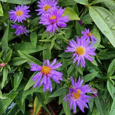 Carbeth Plants Aster Novi-Belgii Lady In Blue Plant 1 X 9Cm PotBlue Michaelmas Daisy Garden Ready Hardy Perennial For Summer Autumn Colour from B&Q