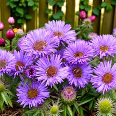 Carbeth Plants Aster Novi-Belgii Lady In Blue Plant 3 X 9Cm PotsBlue Michaelmas Daisy Garden Ready Hardy Perennial For Summer Autumn Colour from B&Q
