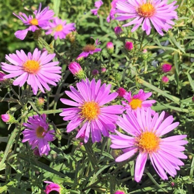 Carbeth Plants Aster Dumosus Light Pink Plant 1 X 9Cm PotPale Pink Michaelmas Daisy Garden Ready Hardy Perennial For Summer Autumn Colour from B&Q
