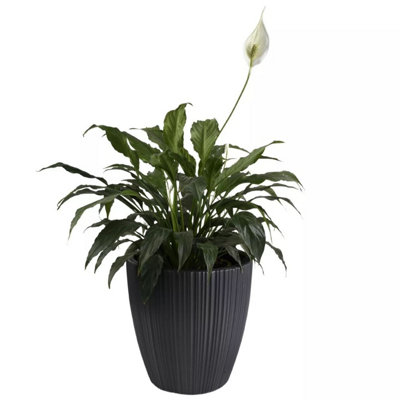 B2C Flowerpot Ridged Planter With Insert 30Cm Indoor Outdoor Modern Dark Grey from B&Q