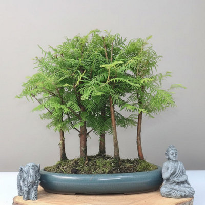 Yorkshire Bonsai Dawn Redwood (Metasequoia) Bonsai Tree Forest Upright In 30Cm Pot from B&Q