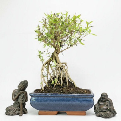 Yorkshire Bonsai Snow Rose (Serissa) Bonsai Tree Broom In 20Cm Pot from B&Q
