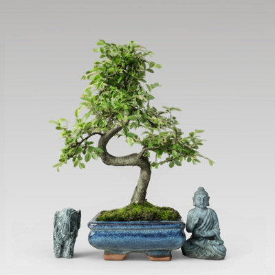 Yorkshire Bonsai Chinese Elm (Ulmus Parvifolia) Bonsai Tree Shaped In 15Cm Pot from B&Q