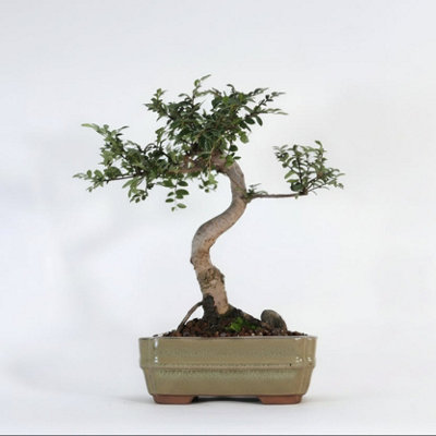 Yorkshire Bonsai Chinese Elm (Ulmus Parvifolia) Bonsai Tree Shaped In 16Cm Pot Great Gift Green Rectangle Pot... from B&Q