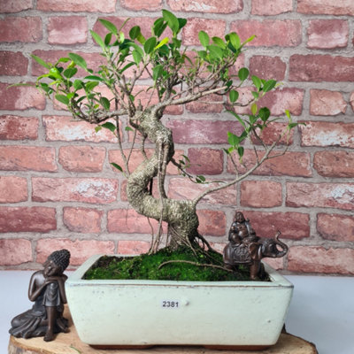 Ficus Microcarpa (Banyan Fig) Indoor Bonsai TreeShapedIn 25Cm Pot from B&Q