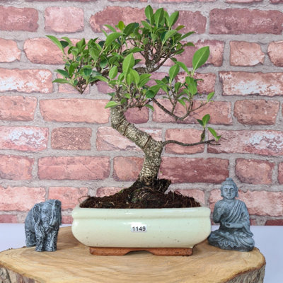 Ficus Microcarpa (Banyan Fig) Indoor Bonsai TreeShapedIn 20Cm Pot from B&Q