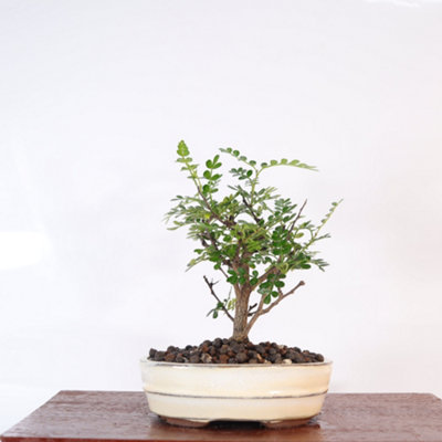Yorkshire Bonsai Chinese Pepper (Zanthoxylum Pipertum) Bonsai Tree Broom In 16Cm Pot Excellent Gift Green Oval Pot... from B&Q