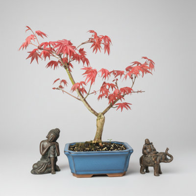  - Yorkshire Bonsai Japanese Maple (Acer) Bonsai Tree Deshojo Informal Upright In 15Cm Pot