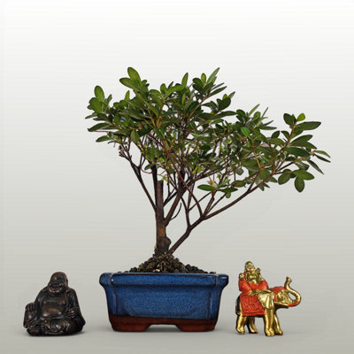 Yorkshire Bonsai Azalea (Rhododendron) Bonsai Tree Broom In 15Cm Pot from B&Q