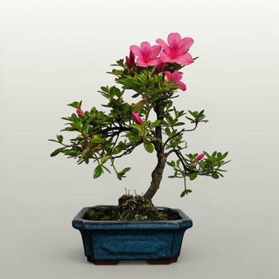 Yorkshire Bonsai Azalea (Rhododendron) Bonsai Tree Shaped In 20Cm Pot from B&Q