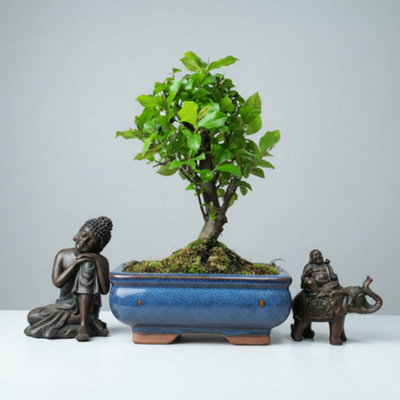 Yorkshire Bonsai Bird Plum (Sageretia) Bonsai Tree Broom In 15Cm Pot from B&Q