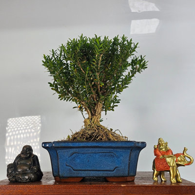 Yorkshire Bonsai Boxwood (Buxus Harlandii) Bonsai Tree Broom In 20Cm Pot from B&Q