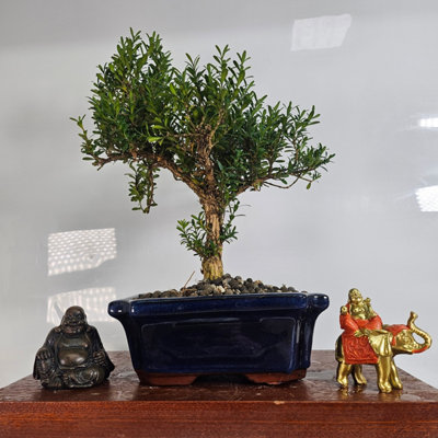 Yorkshire Bonsai Boxwood (Buxus Harlandii) Bonsai Tree Shaped In 20Cm Pot from B&Q