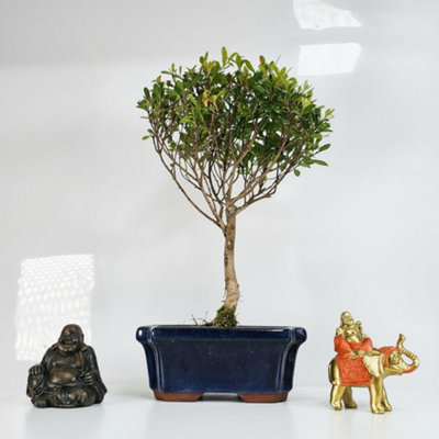 Yorkshire Bonsai Brush Cherry (Syzygium) Bonsai Tree Broom In 15Cm Pot from B&Q