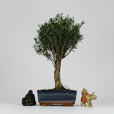 Yorkshire Bonsai Brush Cherry (Syzygium) Bonsai Tree Broom In 20Cm Pot from B&Q