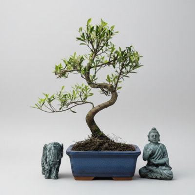 Yorkshire Bonsai Brush Cherry (Syzygium) Bonsai Tree Shaped In 15Cm Pot from B&Q