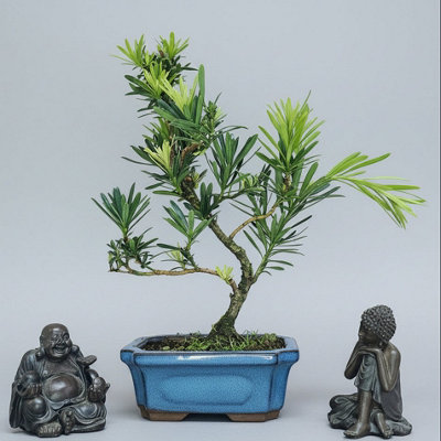 Yorkshire Bonsai Buddhist Pine (Podocarpus Micro) Bonsai Tree Shaped In 15Cm Pot from B&Q