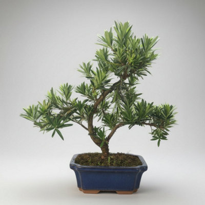 Yorkshire Bonsai Buddhist Pine (Podocarpus Micro) Bonsai Tree Shaped In 20Cm Pot from B&Q