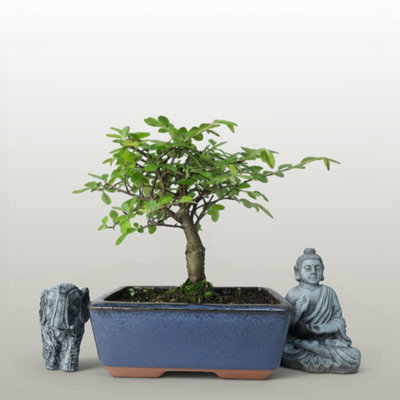Yorkshire Bonsai Chinese Elm (Ulmus Parvifolia) Bonsai Tree Broom In 15Cm Pot from B&Q