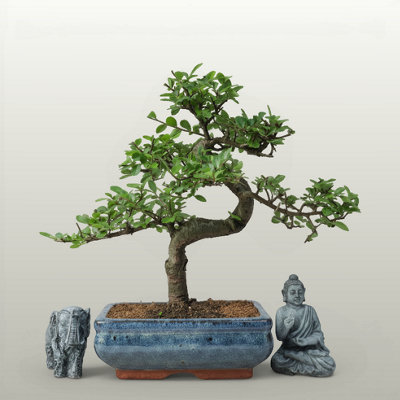 Yorkshire Bonsai Chinese Elm (Ulmus Parvifolia) Bonsai Tree Shaped In 20Cm Pot from B&Q