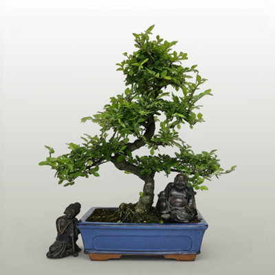 Yorkshire Bonsai Chinese Elm (Ulmus Parvifolia) Bonsai Tree Shaped In 25Cm Pot from B&Q