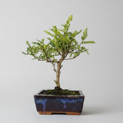 Yorkshire Bonsai Chinese Pepper (Zanthoxylum Pipertum) Bonsai Tree Broom In 15Cm Pot from B&Q