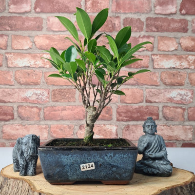 Ficus Microcarpa (Banyan Fig) Indoor Bonsai TreeBroomIn 15Cm Pot from B&Q