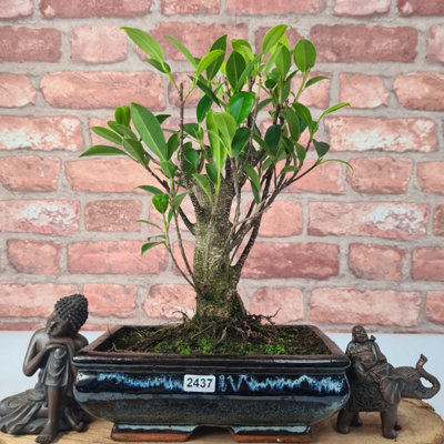 Ficus Microcarpa (Banyan Fig) Indoor Bonsai TreeBroomIn 20Cm Pot from B&Q