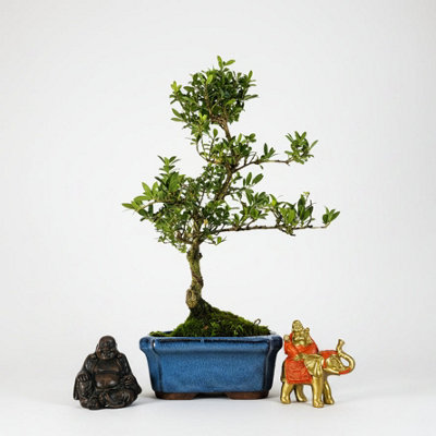 Yorkshire Bonsai Japanese Holly (Ilex Crenata) Bonsai Tree Shaped In 15Cm Pot from B&Q