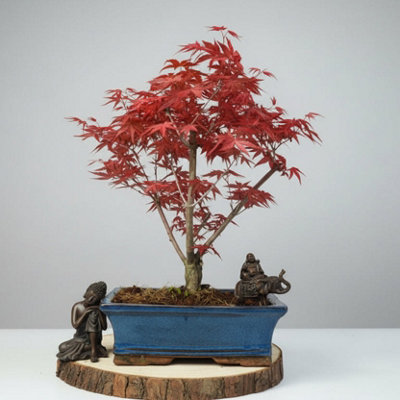  - Yorkshire Bonsai Japanese Maple (Acer) Bonsai Tree Deshojo Informal Upright In 25Cm Pot
