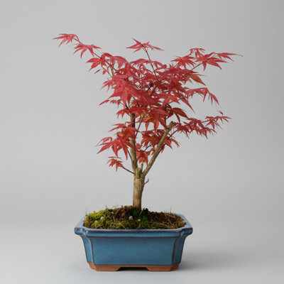  - Yorkshire Bonsai Japanese Maple (Acer) Bonsai Tree Deshojo Informal Upright In 20Cm Pot