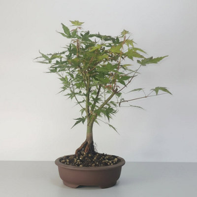  - Yorkshire Bonsai Katsura Maple (Acer Palmatum) Bonsai Tree Informal Upright In 15Cm Pot