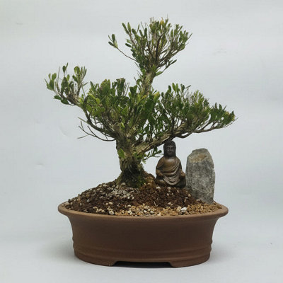 Yorkshire Bonsai Boxwood (Buxus Harlandii) Premium Bonsai Tree Bundle Clump In 20Cm Pot from B&Q