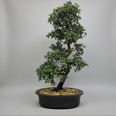 Yorkshire Bonsai Satsuki Azalea (Rhododendron) Bonsai Tree Informal Upright In 60Cm Pot from B&Q