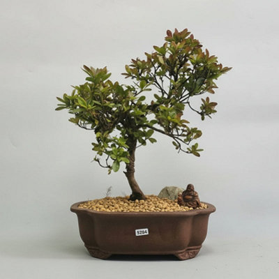 Yorkshire Bonsai Azalea (Rhododendron) Premium Bonsai Tree Bundle Shaped In 26Cm Pot 5264 from B&Q