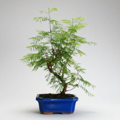 Yorkshire Bonsai Dawn Redwood (Metasequoia) Bonsai Tree Informal Upright In 20Cm Pot from B&Q