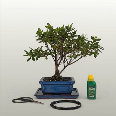 Yorkshire Bonsai Azalea (Rhododendron) Bonsai Tree Broom In 15Cm Pot 3 Piece Starter Kit Drip Tray from B&Q