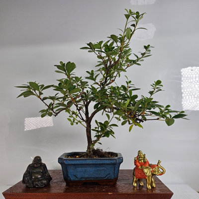 Yorkshire Bonsai Azalea (Rhododendron) Bonsai Tree Shaped In 15Cm Pot from B&Q