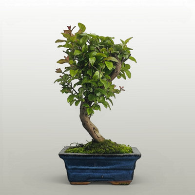 Yorkshire Bonsai Bird Plum (Sageretia) Bonsai Tree Semi-Shaped In 15Cm Pot from B&Q