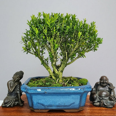 Yorkshire Bonsai Boxwood (Buxus Harlandii) Bonsai Tree Broom In 15Cm Pot from B&Q