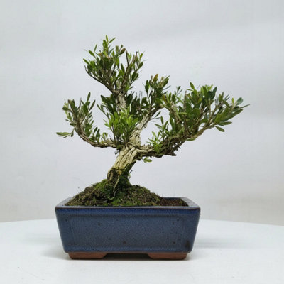 Yorkshire Bonsai Boxwood (Buxus Harlandii) Bonsai Tree Clump In 15Cm Pot from B&Q