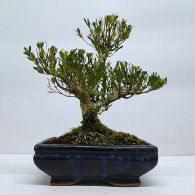Yorkshire Bonsai Boxwood (Buxus Harlandii) Bonsai Tree Clump In 20Cm Pot from B&Q