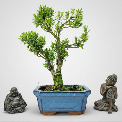 Yorkshire Bonsai Boxwood (Buxus Harlandii) Bonsai Tree Shaped In 15Cm Pot from B&Q