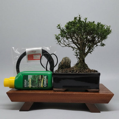 Yorkshire Bonsai Boxwood (Buxus Harlandii) Premium Bonsai Tree Bundle Broom In 16Cm Pot from B&Q
