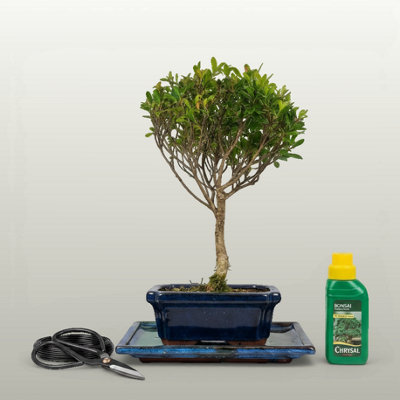 Yorkshire Bonsai Brush Cherry (Syzygium) Bonsai Tree Broom In 15Cm Pot 3 Piece Starter Kit Drip Tray from B&Q