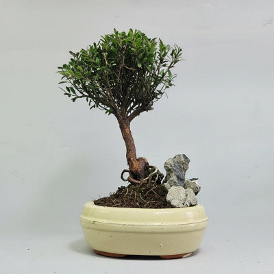 Yorkshire Bonsai Brush Cherry (Syzygium) Bonsai Tree Broom In 16Cm Pot With Rock from B&Q