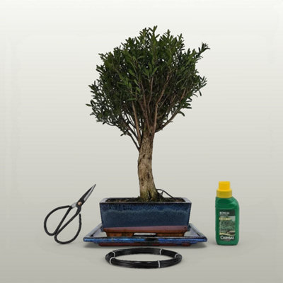 Yorkshire Bonsai Brush Cherry (Syzygium) Bonsai Tree Broom In 20Cm Pot 3 Piece Starter Kit Drip Tray from B&Q